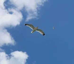 Mednarodna alkohološka šola
