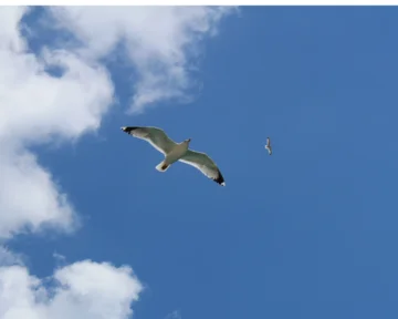 Mednarodna alkohološka šola