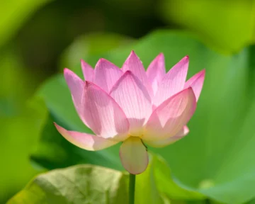 Supervizija s prof. dr. Zoranom Zoričićem