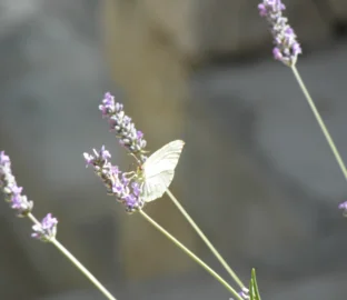 Tradicionalni piknik in športne igre
