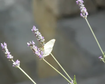 Tradicionalni piknik in športne igre