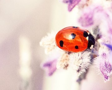 Tisto, kar nas zdravi, pogosto najdemo v sebi.  W. Shakespeare